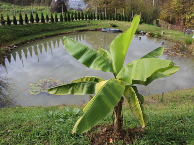 Magaraca ima puno više u Bosni, nego u Hercegovini