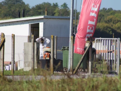 Eutanazija svinja farma Sokolovac