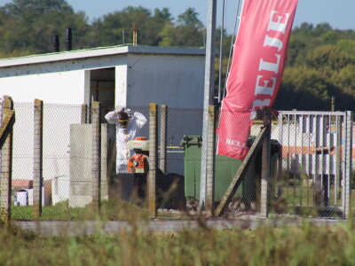 Eutanazija svinja farma Sokolovac