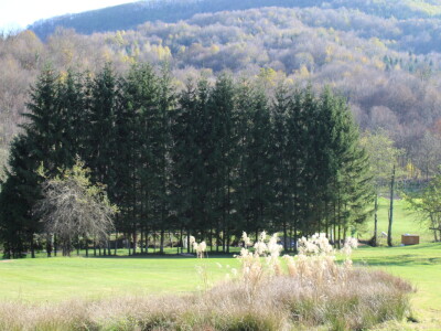 Magaraca ima puno više u Bosni, nego u Hercegovini
