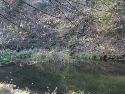 Magaraca ima puno više u Bosni, nego u Hercegovini