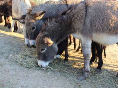 Magaraca ima puno više u Bosni, nego u Hercegovini