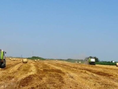 Agron u žetvi Agron u žetvi