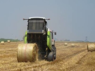 Agron u žetvi Agron u žetvi