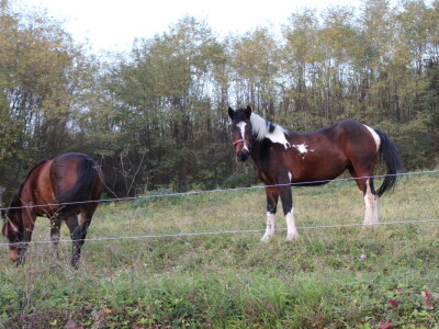 Magaraca ima puno više u Bosni, nego u Hercegovini