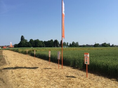 Pokusno polje Zavoda za sjemenarstvo i rasadničarsvo u Osijeku