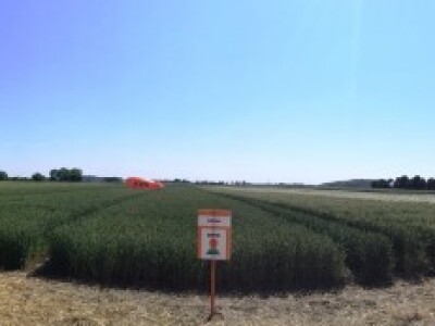 KWS sortiment Uljana repica, pšenica, ječam i raž