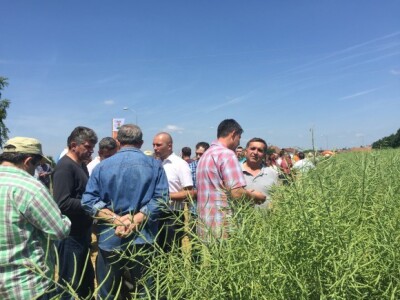 Centralni dan KWS sorti i hibrida pšenice, ječma, raži i uljane repice