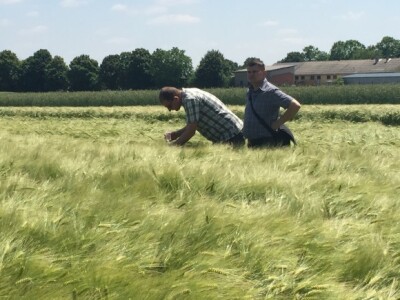 Centralni dan KWS sorti i hibrida pšenice, ječma, raži i uljane repice