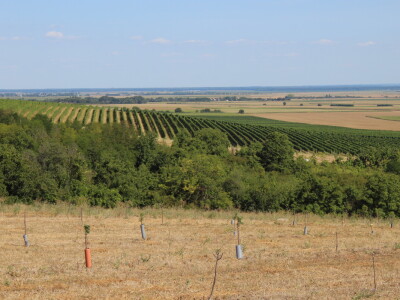 OPG Oliver Pavić, Branjin Vrh