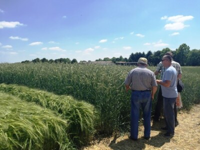 Hibrid raži Palazzo