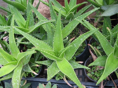 agave name Agave pseudoferox Bellville main image 0