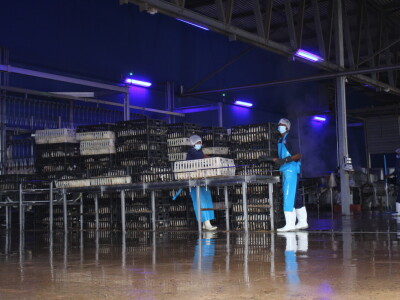 Prerada piletine u Keniji