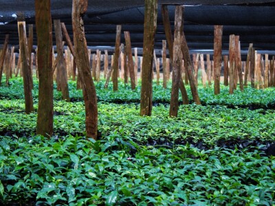 Proizvodnja kave u Keniji