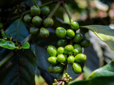 Proizvodnja kave u Keniji