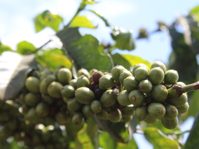 Proizvodnja kave u Keniji