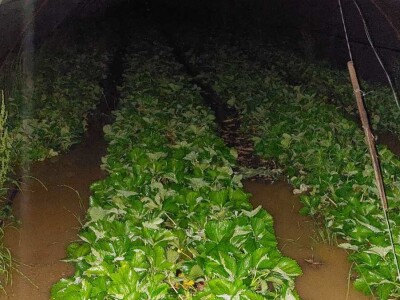 Poplave uništile zasade jagoda u Čeliću Poplave uništile zasade jagoda u Čeliću