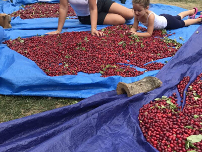 Đuro Pećanac bavi se preradom drenjine