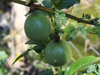 Banka sjemena u Keniji Banka sjemena u Keniji