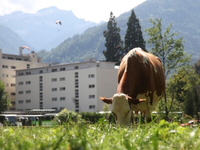 Obiteljska farma svoje krave čiste drvenom vunom