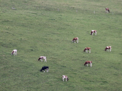 Švicarska, zemlja vrijednih ljudi, pitoresknih krajolika i sretnih krava