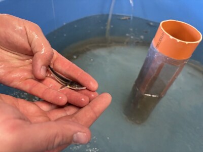 Zelenim mrijestilištem očuvanje autohtonih vrsta riba Zelenim mrijestilištem očuvanje autohtonih vrsta riba