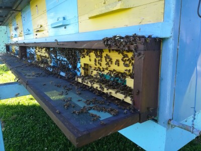 Novljanske pčelarke