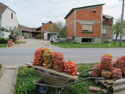 Luk tri kune, krumpir već osamdeset lipa za kilogram