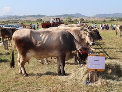 46. Regionalna stočna izložba u Gacku 46. Regionalna stočna izložba u Gacku