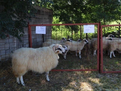 46. Regionalna stočna izložba u Gacku