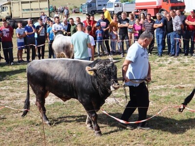 46. Regionalna stočna izložba u Gacku 46. Regionalna stočna izložba u Gacku