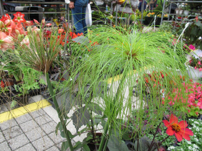 Dvije manifestacije u sklopu Dana grada Daruvara
