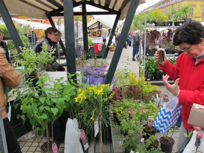 Dvije manifestacije u sklopu Dana grada Daruvara