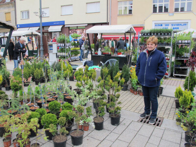 Dvije manifestacije u sklopu Dana grada Daruvara