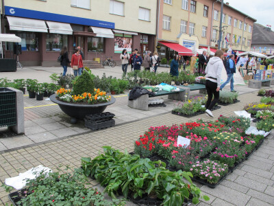Dvije manifestacije u sklopu Dana grada Daruvara