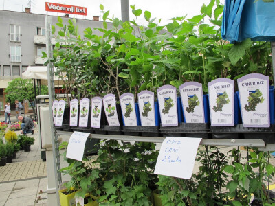 Dvije manifestacije u sklopu Dana grada Daruvara