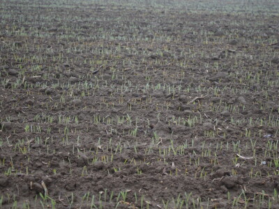 OPG Damir Marošević ProSeed