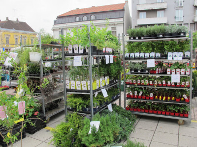 Dvije manifestacije u sklopu Dana grada Daruvara