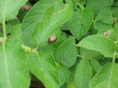 Održani Dani polja krumpira u Hercegovcu