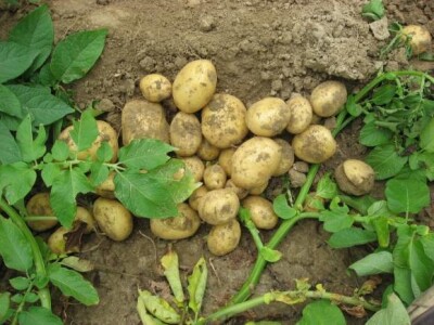 Održani Dani polja krumpira u Hercegovcu