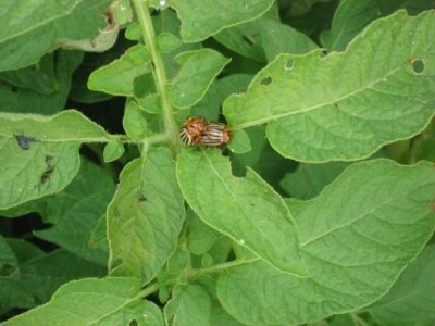 Održani Dani polja krumpira u Hercegovcu