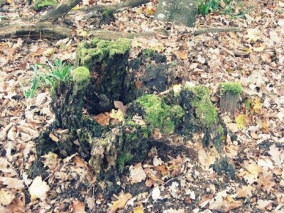 Jesen u Kutjevačkim vinogradima