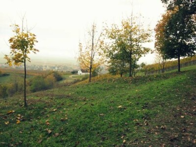 Jesen u Kutjevačkim vinogradima