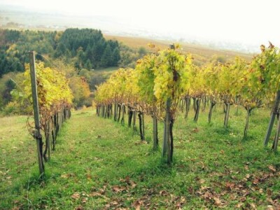 Jesen u Kutjevačkim vinogradima