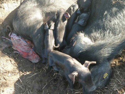 Uzgoj moravke Uzgoj moravke