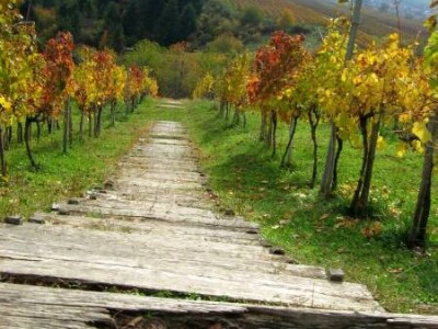 Jesen u Kutjevačkim vinogradima