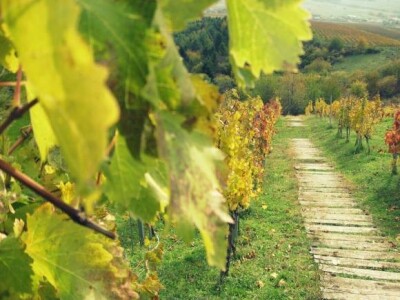 Jesen u Kutjevačkim vinogradima