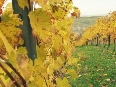 Jesen u Kutjevačkim vinogradima