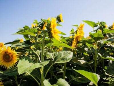 Polje suncokreta
