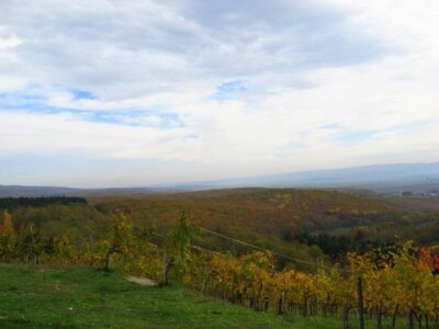 Jesen u Kutjevačkim vinogradima